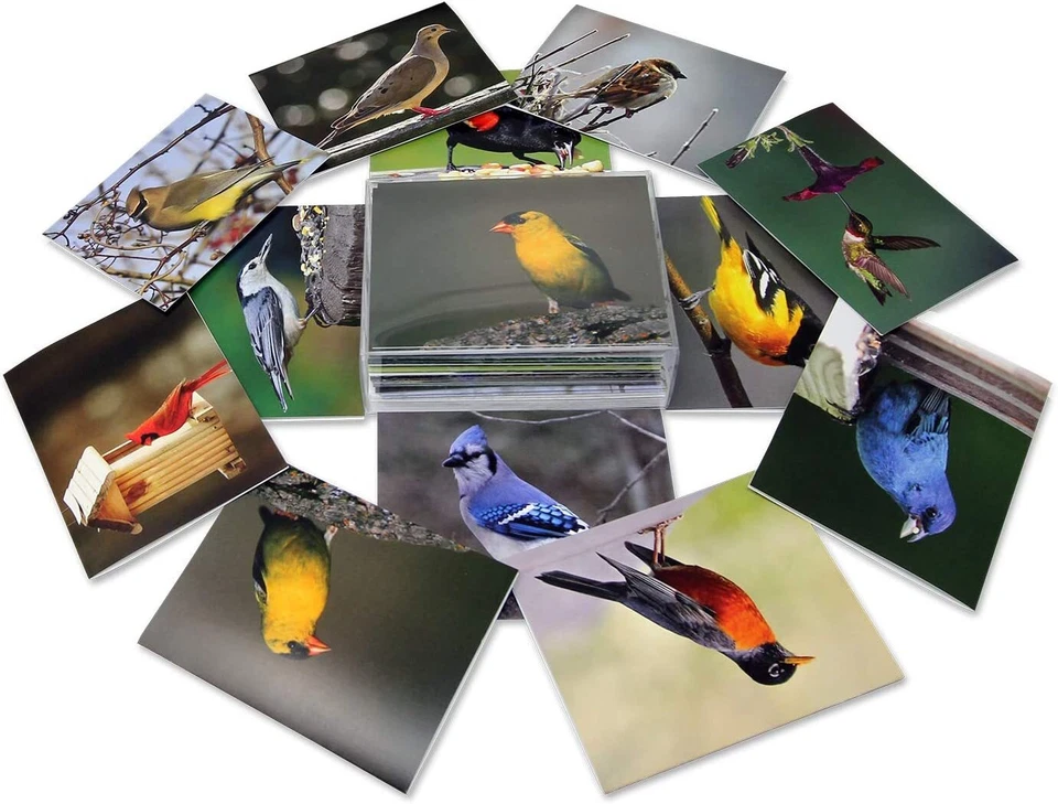 Tarjetas y tarjetas de identificación Midwest Backyard Bird - en blanco por dentro - 5,5"x4,25"-12 o 24 paquetes Foto 4 de 4