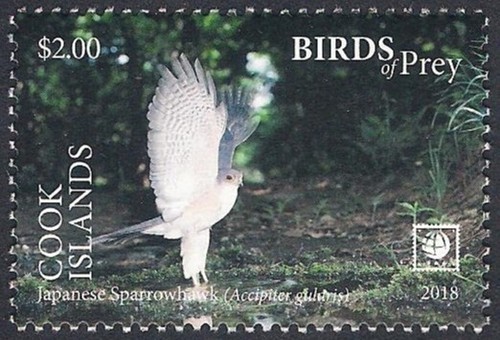 Cook Islands 2018 - Bird of Prey - Japanese Sparrowhawk