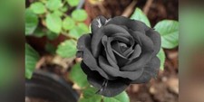 10 Stunning Black Rose Seeds Flower Bush Flowers Seed