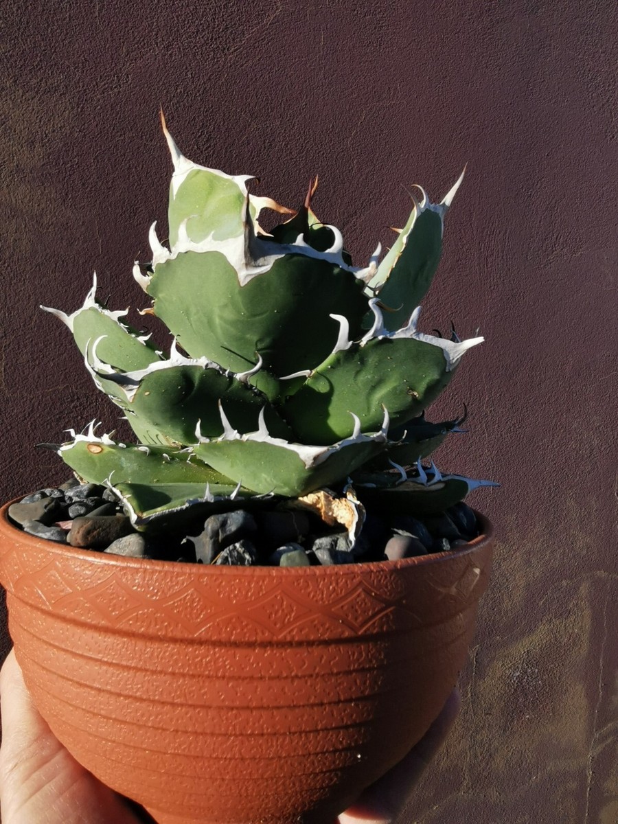 Agave Titanota, exceptional 17cm Wide Agave Oteroi, Hakugei, Agave