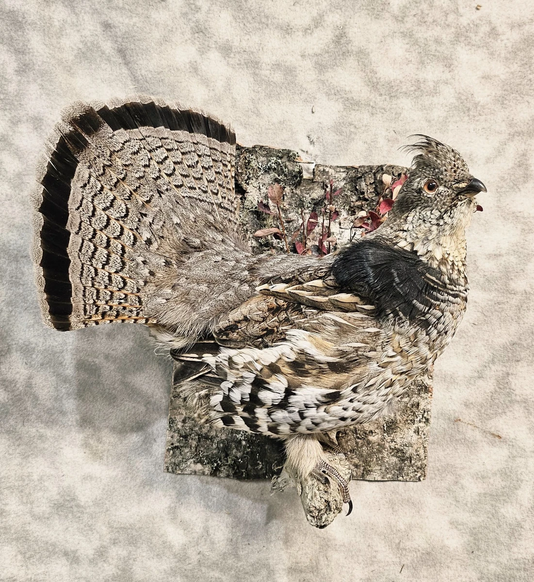 壁挂式鸟标本| eBay