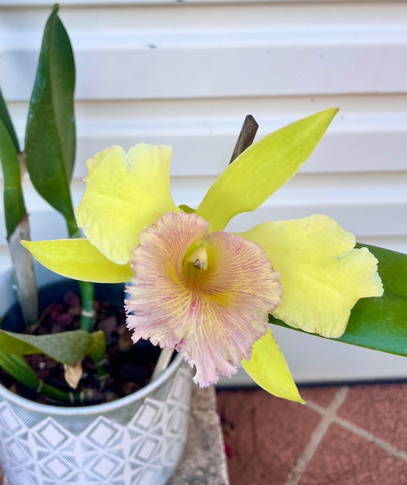 CATTLEYA HYBRID KINGDOM GREEN FLOWERING SIZE ROOTED CUTTINGS ORCHID PLANT 055-4