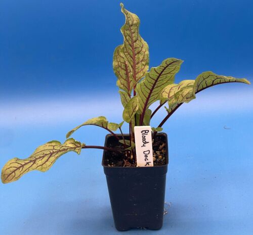 Red Veined Sorrel Starter Plant - Rumex sanguineus - Bloody Dock - Picture 2 of 5