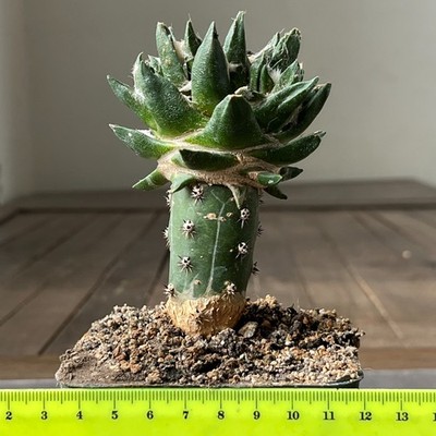 30-569  Cactus hybr (retusus x agavoides) F2, grafted