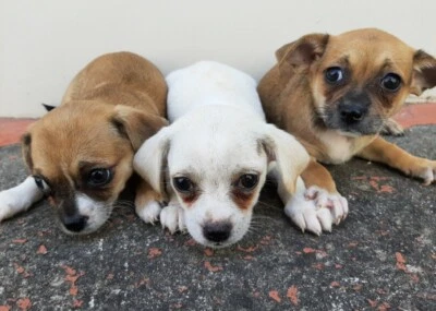 gumtree chihuahua dogs for sale
