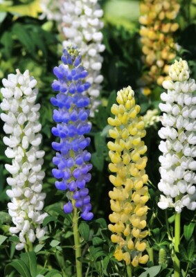 3 Sorten blau gelb weiß Lupine Süßlupine Lupinus angustifolius + luteus
