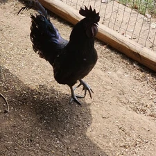 RARE PUREBRED AYAM CEMANI HATCHING EGGS! 8+. BONUS MYSTERY EGGS WHEN AVAILABLE