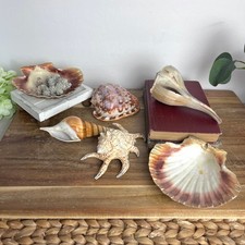 Lot of 7 Natural Marine Seashells Costal Decor Craft Conch Scallop Murex