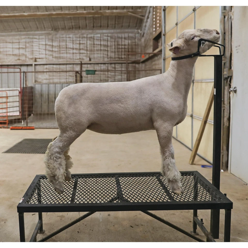 Acondicionador limpiador de pieles de animales Weaver Livestock reduce el bronceado mejora S... Foto 4 de 4