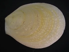 Monster...ACESTA RATHBUNI~196mm/8"~Philippines SEASHELL