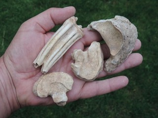 Zahn und Knochen vom Urpferd Equus aus der Schelde in den Niederlanden