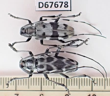 D67678. Insects, Beetles, Cerambycidae sp. Vietnam, Cao Bang