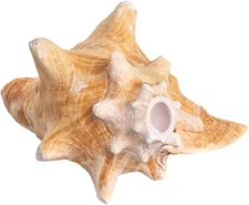 Conch Shell Horn - 1 Conch Shell Horn Sea Shell 6-7" - Large Seashells - Blowing