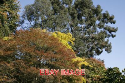 PHOTO  TREE TOPS BATSFORD ARBORETUM 2009