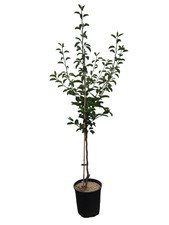 Birnenbaum Gellerts Butterbirne – saftig, aromatisch, bewährt