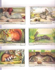 Liebig - Obrazy kupca - Seria 1655: Gryzonie - franz. Wydanie -