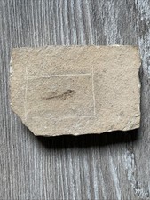 Fossili. Fossile di pesce. Oligocene