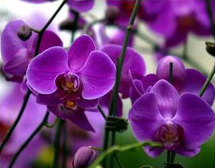 33 PCS Phalaenopsis Orchid Flower Seeds Peach B21 & Purple G7, Butterfly Orchid - Image 2 of 3