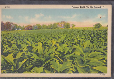 tobacco fields in kentucky Before horses, bourbon, and basketball became synonymous with Kentucky, there was tobacco., For generations, wasn't just a crop, it was the backbone of family farms and rural communities KY 5 Tobacco - Victory