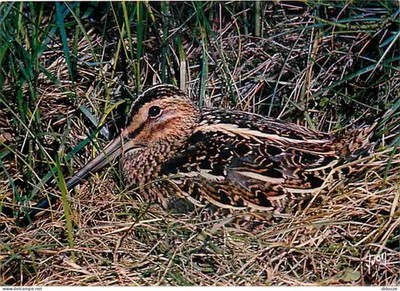 AK - Tiere - Vögel - Sumpfkäfer - CPM - siehe Scans Rect