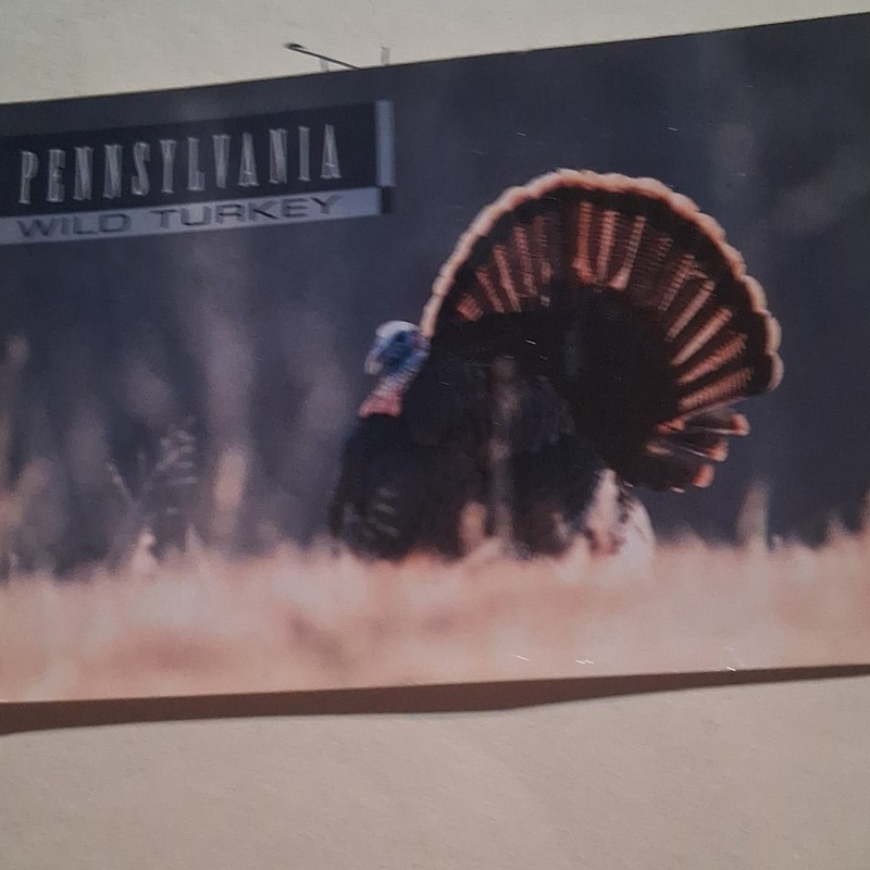 Pennsylvania Wild Turkey Postcard - Animals Birds Theme, United States Vintage