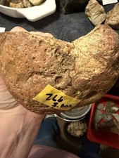 2 Lb 3.8 oz FOSSIL CONCRETION MYSTERY NAUTILOID AMMONITE