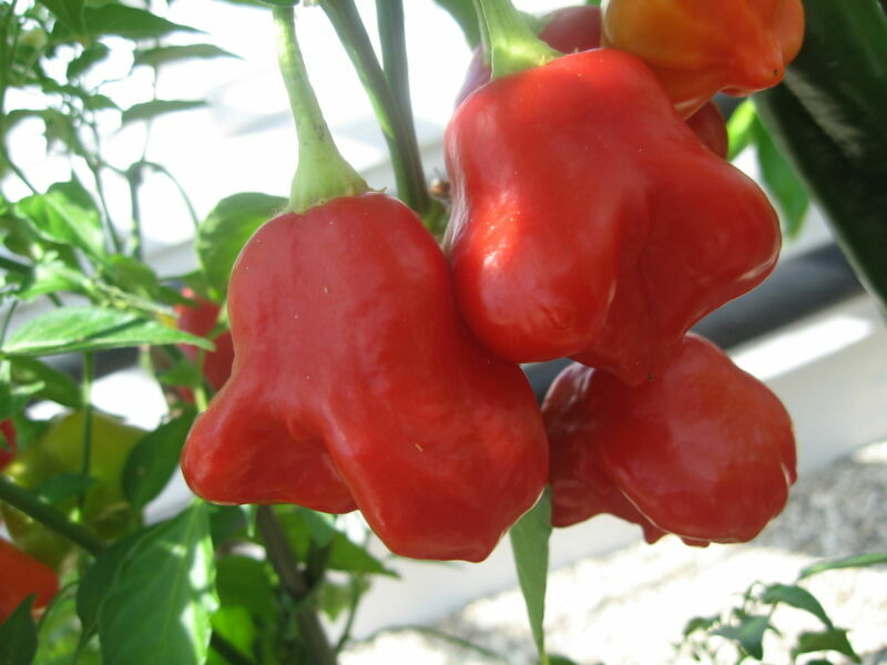 PEPPER HOT - BISHOPS CROWN - 300 SEEDS - BULK
