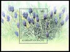 AZERBAIJAN 385 - Garden Flowers "Muscari elecostomum" S/S (pb76387)