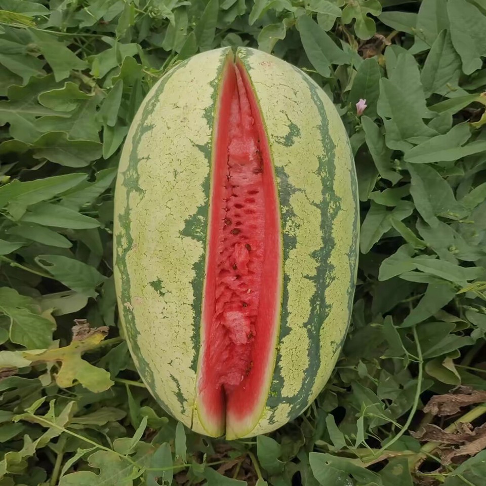 Willkommens-Gartenflagge Wassermelone – Doppelseitig, 30,5 X 45,7 Cm – Süße Sommer-Deko Für Garten, Terrasse & Hof