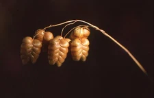 35 MM Color Slides Abstract Grass Plants Dried Buds Seeds Close up 1986 #29