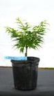 Acer palmatum 'Lady Bug' Japanese Maple 1 Gallon — photo 1