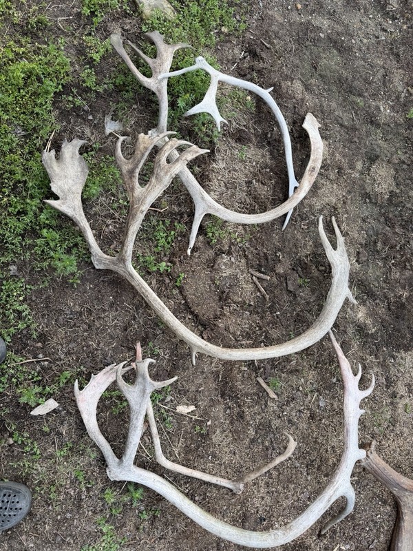 Northwest Alaskan Caribou Antlers Shed Antler Lot - 14 lbs