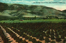 Postcard Orange Grove Near The Foothills CA California