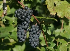 1 - IVES WINE GRAPE Live Vine Plant  /  1-2 yr Old - Ready for Planting