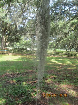 Spanish Moss-cheapest  price for the most moss-live and stuffed in a gallon bag