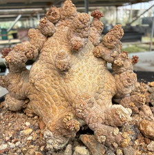 Wyprzedaż Rzadka roślina Kaktusy Pseudolithos migiurtinus WYSIWYG Własny korzeń Butikowy ogród