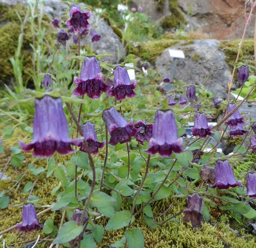 Codonopsis bhutanica (BHUTAN BLUEBELL) x 10 SEEDS. Hardy perennial flower. - Picture 5 of 5