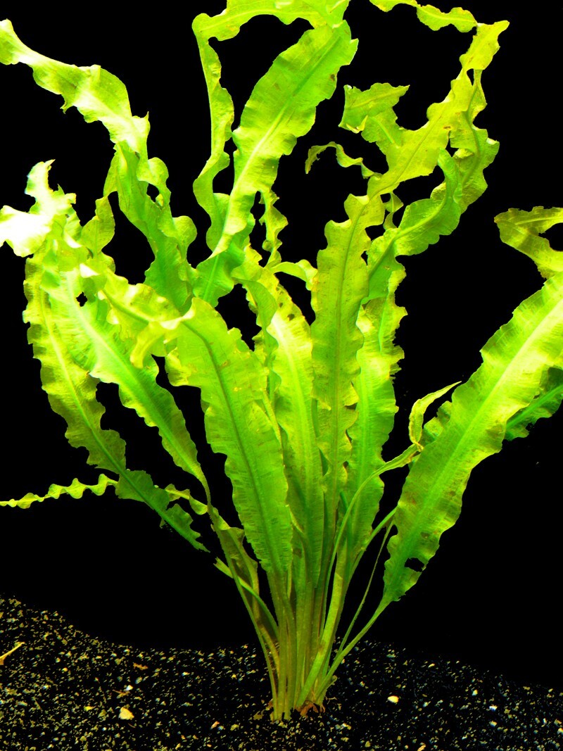 artificial realistic plants Deluxe Artificial Plants Hanging Tradescantia Houseplant- 41