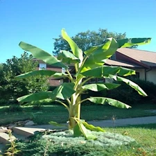 10 "DWARF" Cavendish BANANA Tree Seeds Musa acuminata Hardy Tropical Fruit Plant