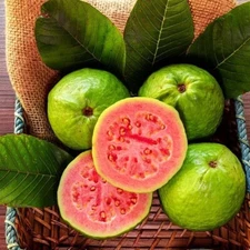 50pcs Tropical Strawberry Guava Organic Pink Guava Seeds - Exotic Flavors
