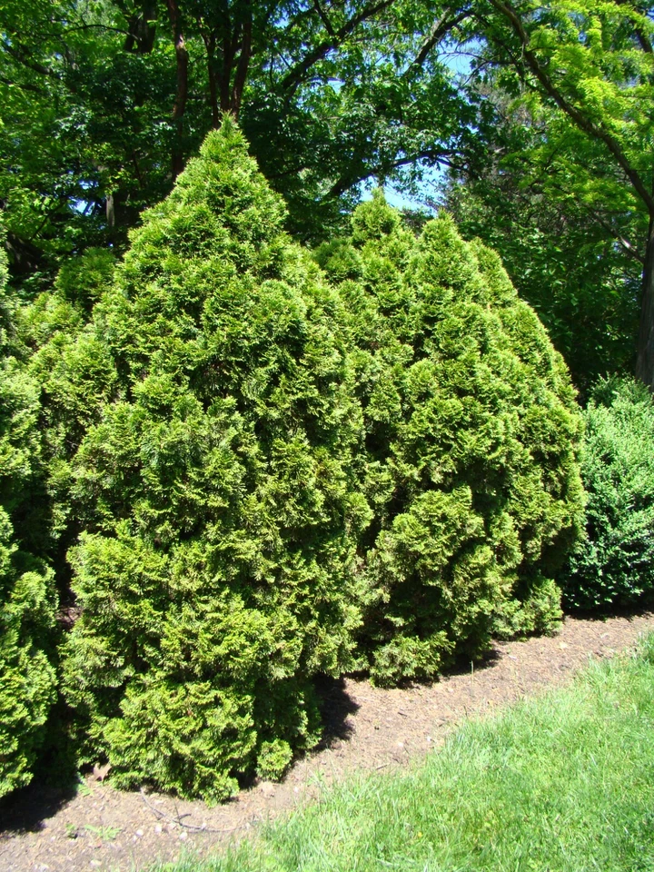 THUJA TREE SEEDS (Thuja occidentalis) White Cedar Arborvitae -Bulk -Trees Bonsai - Image 2 of 4