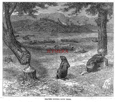 'Beavers Cutting Down Trees' Original Antique c1860 Print 699/15