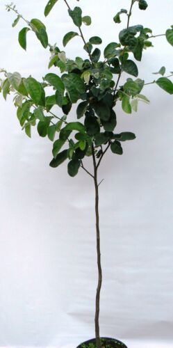 Türkische Ayva Shirin, Süßquitte, Quitte, Quittenbaum ca. 180/200 cm., Айва - Bild 4 von 5