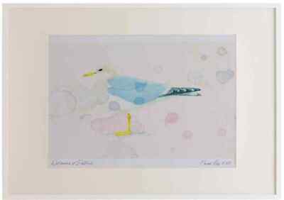 A3 Gemeine Möwe Erwachsene Nichtzucht Gefieder Aquarell Limitierte Auflage Bild Gerahmt