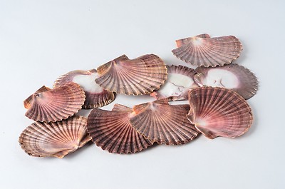 NessaStores Mexican Flat Sea Shell Beach Craft Scallop 2'' - 3'' ( 10 PCS ) #JC-30
