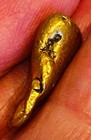 Gold Nugget Alaskan  Natural Placer 8.583 Grams Napoleon Creek High Purity 94% — photo 4