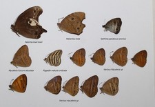 Butterflies for collectors | Butterfly taxidermy