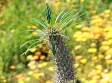 Houseplant Madagascar Palm Plant in 4" Pot Tropical Pachypodium Lamerei Plant