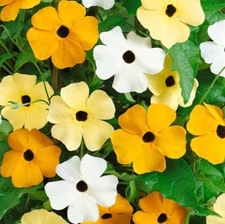Black Eyed Susan Mixed Color Vine Seeds for Planting | Exotic Garden Flowers