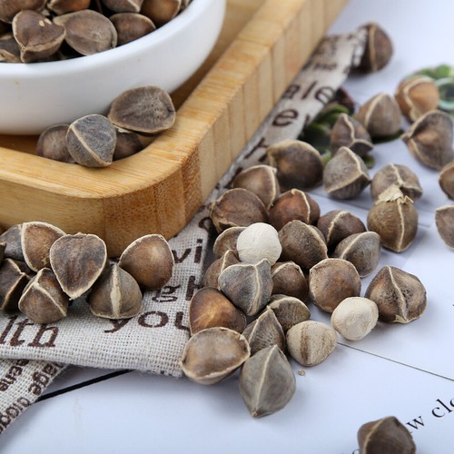 Bulk Moringa Seeds Large Moringa Seeds Produce Flower Tea 500g eBay